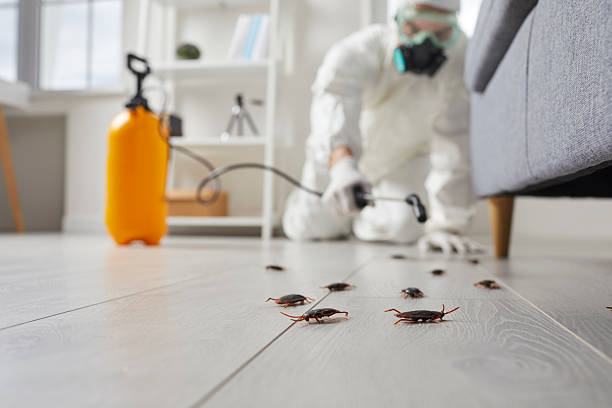 Commercial Kitchen Cockroach Control in Wharton